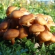 Champignons