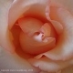 Rose de bonheur