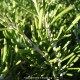 Saveur provençale