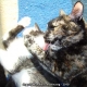 Amour maternel