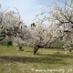 Bonjour le Printemps !