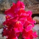Cela fleurit !