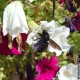 Insecte pollinisateur