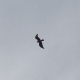 L’Aigle de Bonelli (Aquila Fasciata)