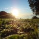 Décembre est arrivé en Provence