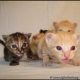 Et de 13 ! Le compte chatons est plus que bon