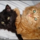 Vous avez dit «mignons» ?