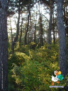 090928-Nature5