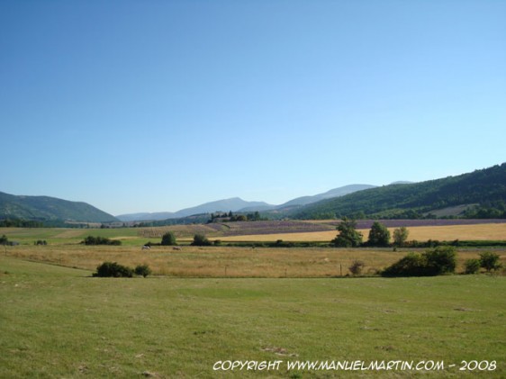 O80728-Field