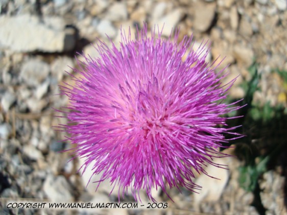 O80728-Flower