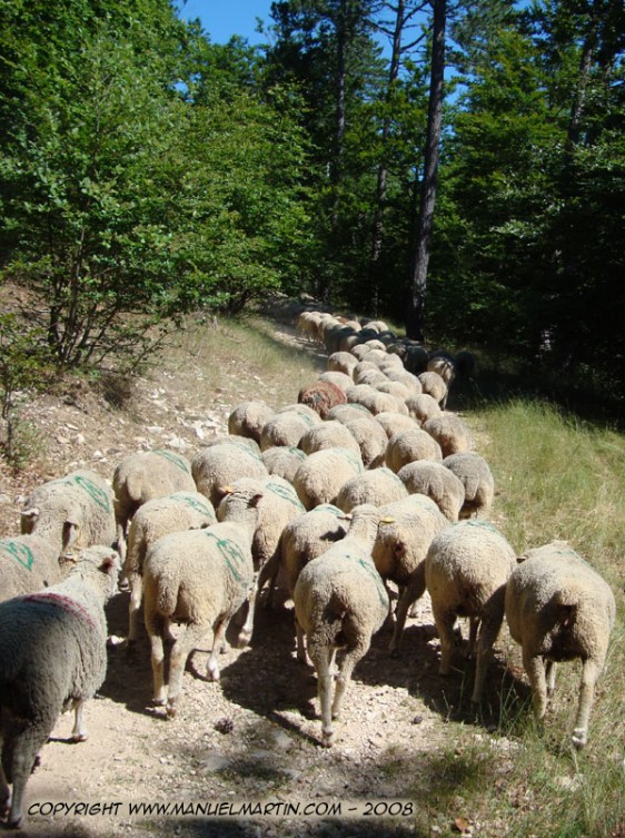 O80728-Moutons