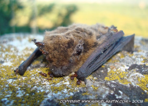 O80728-Rhinolophe