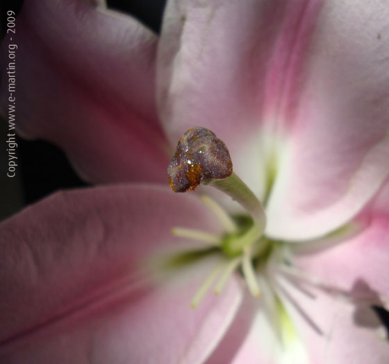 091111-Flower