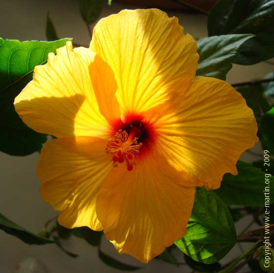 091121-Hibiscus