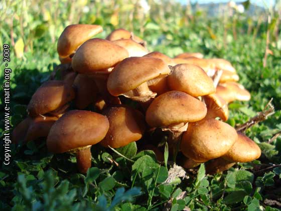 091207-Mushrooms
