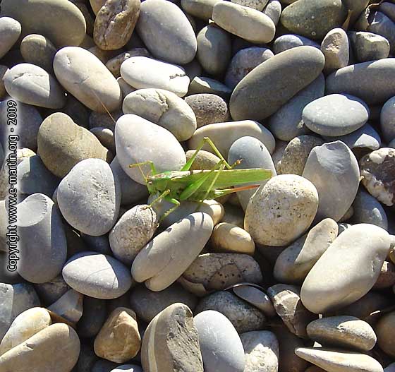 091217-Grasshopper