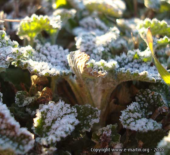 100122-Givre