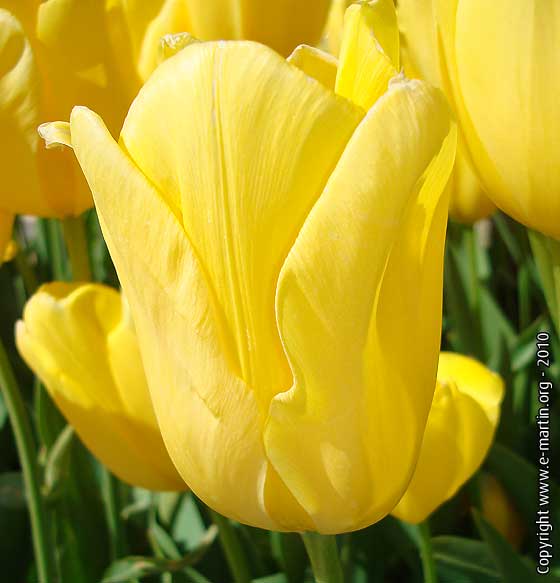 100405-Yellow