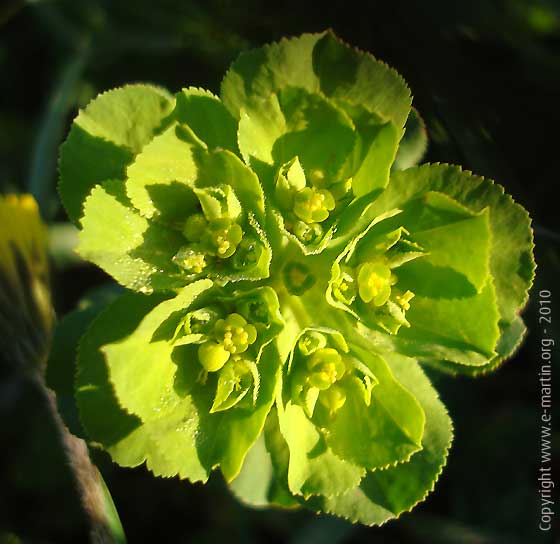100410-Green