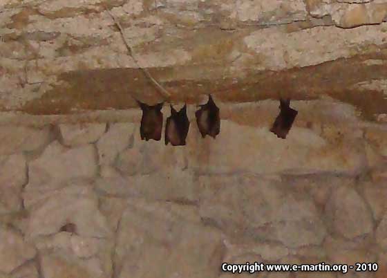 100803-Bats 100803-Bats