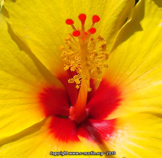 100830-Hibiscus