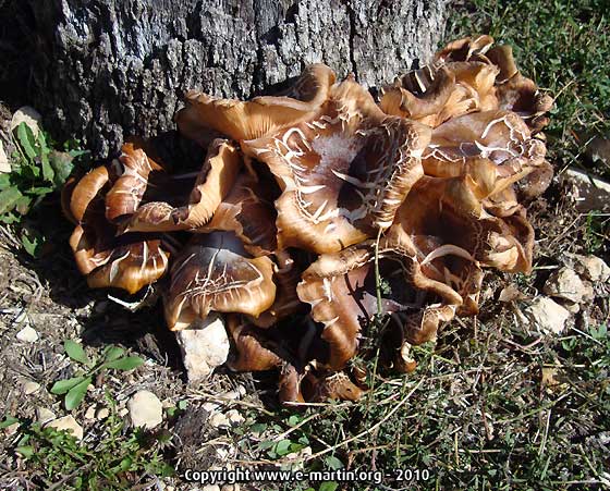 101018-Mushrooms