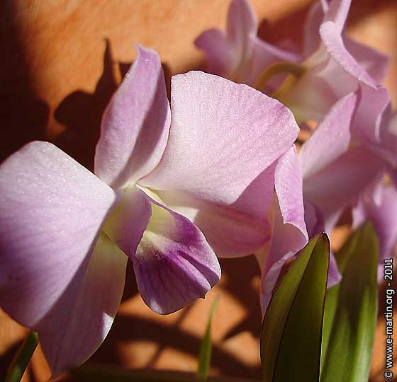 Une floraison d'orchidées plusieurs fois par année