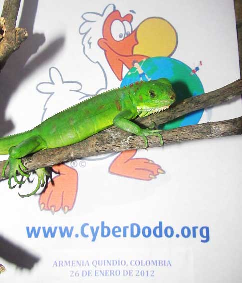 Kyllian and CyberDodo are committed to the protection of the Rights of the Child and Biodiversity 