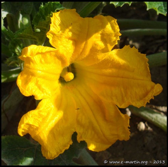 130922-Yellow-Flower